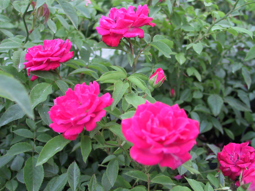 Rosa moschata Funny Pink.jpg